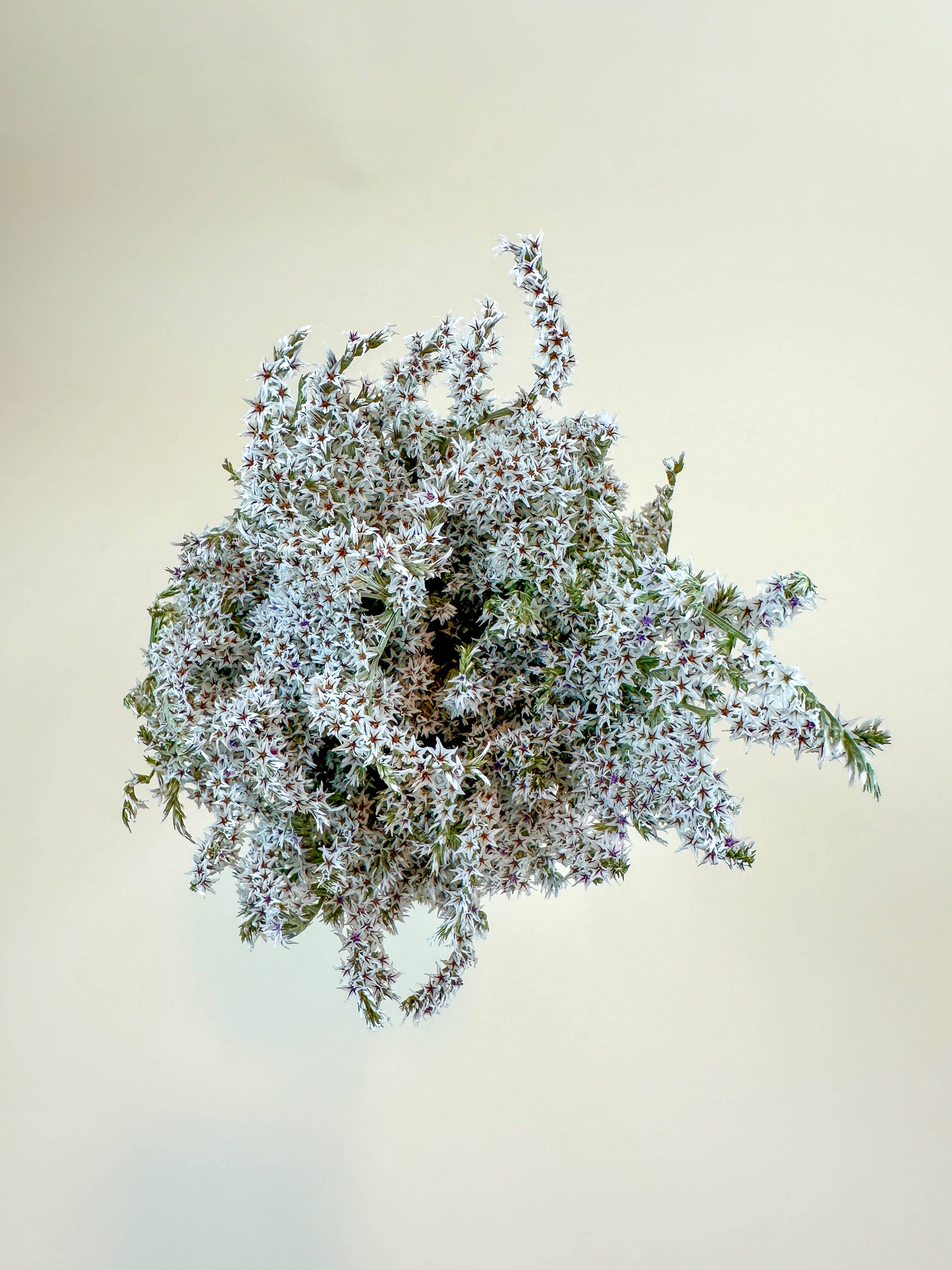 Lovejoy Farms Premium Dried Flowers - Wholesale Dried/Pressed Flowers - German Statice (3 lb case) - Naturally Dried Flowers1