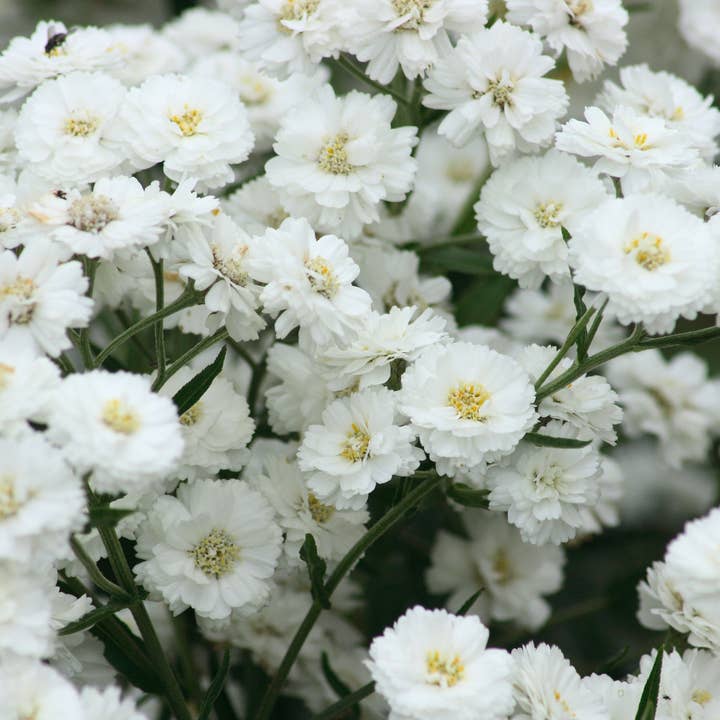 Sow the Magic - Wholesale Plant Seeds - Pearl Yarrow Tarot Garden + Gift Seed Packet
