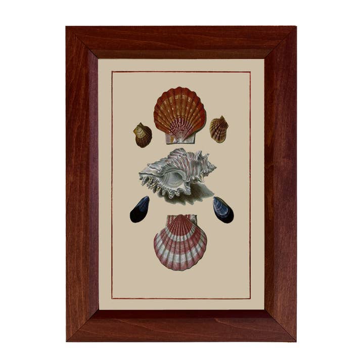 Sea Shells Vintage Print Behind Glass, 8-1/2”x 12” for wholesale by Madison Bay Co. - Historical Home Decor Reproductions