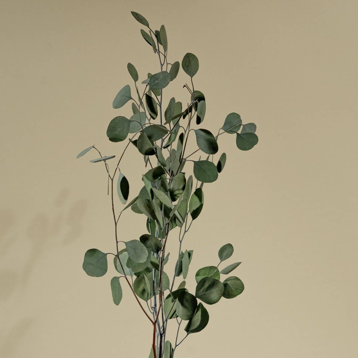 Sola Wood Flowers - Wholesale Dried/Pressed Flowers - Preserved Silver Dollar Eucalyptus - Green3
