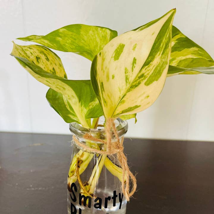 Tarros de propagación de Plant Pun para venta al por mayor de The Potted Oasis