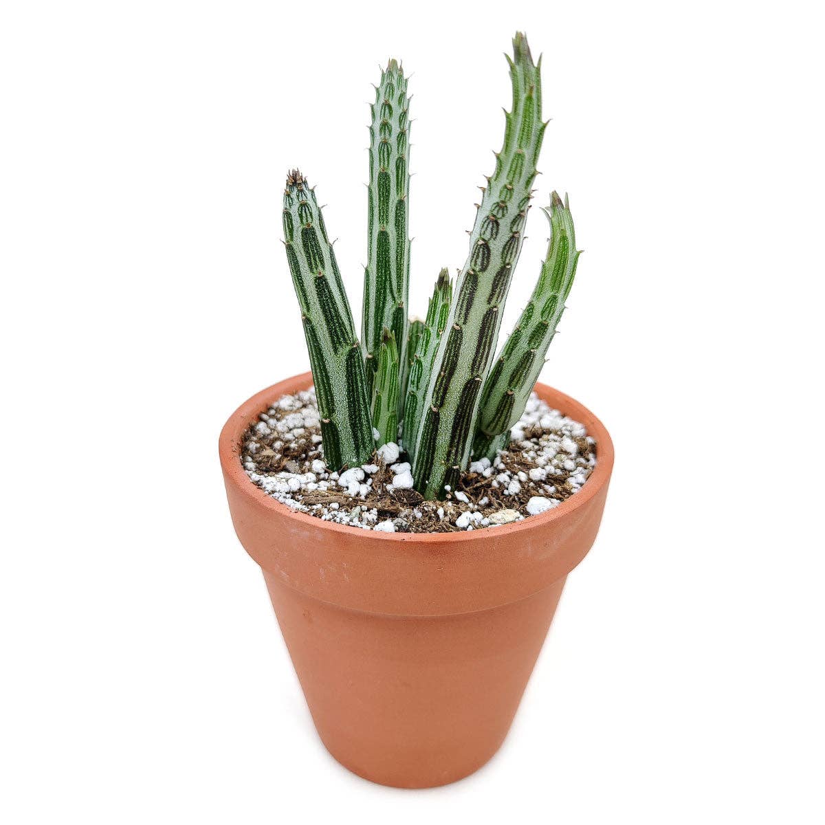 Best Plant Friend - Wholesale Succulent - RARE Pickle Plant Senecio stapeliiformis 2/4" Succulent3
