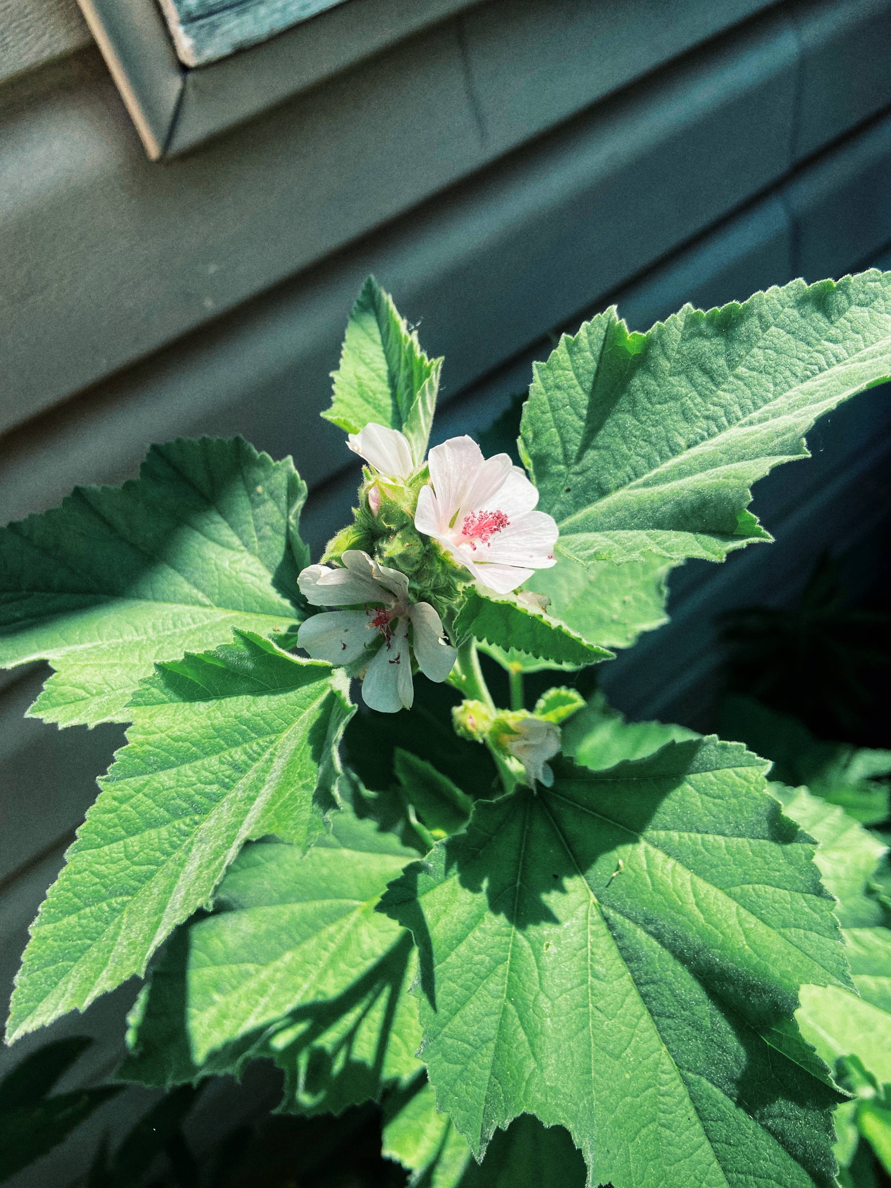 Mullein & Moon - Wholesale Healing Salve/Balm/Cream - Ditch the Itch Herbal Salve1