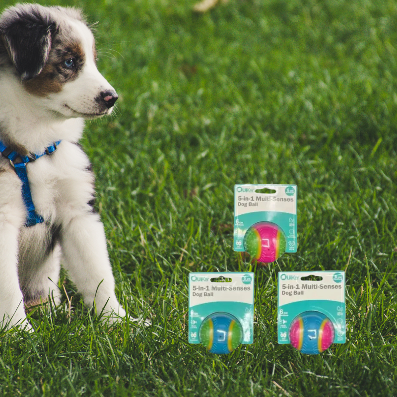 Quiker Pet Products - Wholesale Pet Toy - Dog - 5-in-1 Multi-Senses Dog Toy Ball 6cm - 6 Pack Inner4