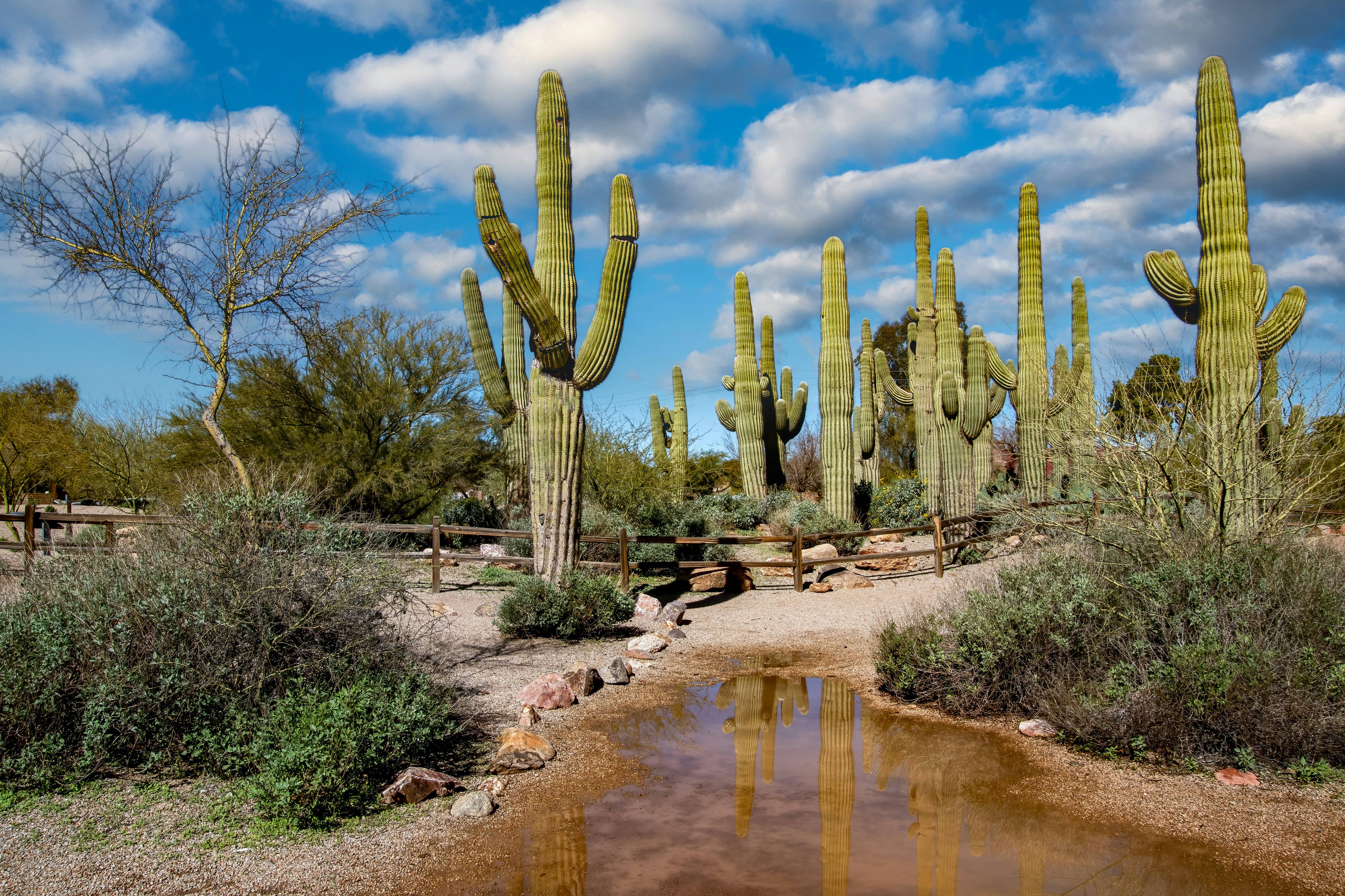 The Jonsteen Company - Wholesale Plant Seeds - Saguaro Cactus | Seed Grow Kit13