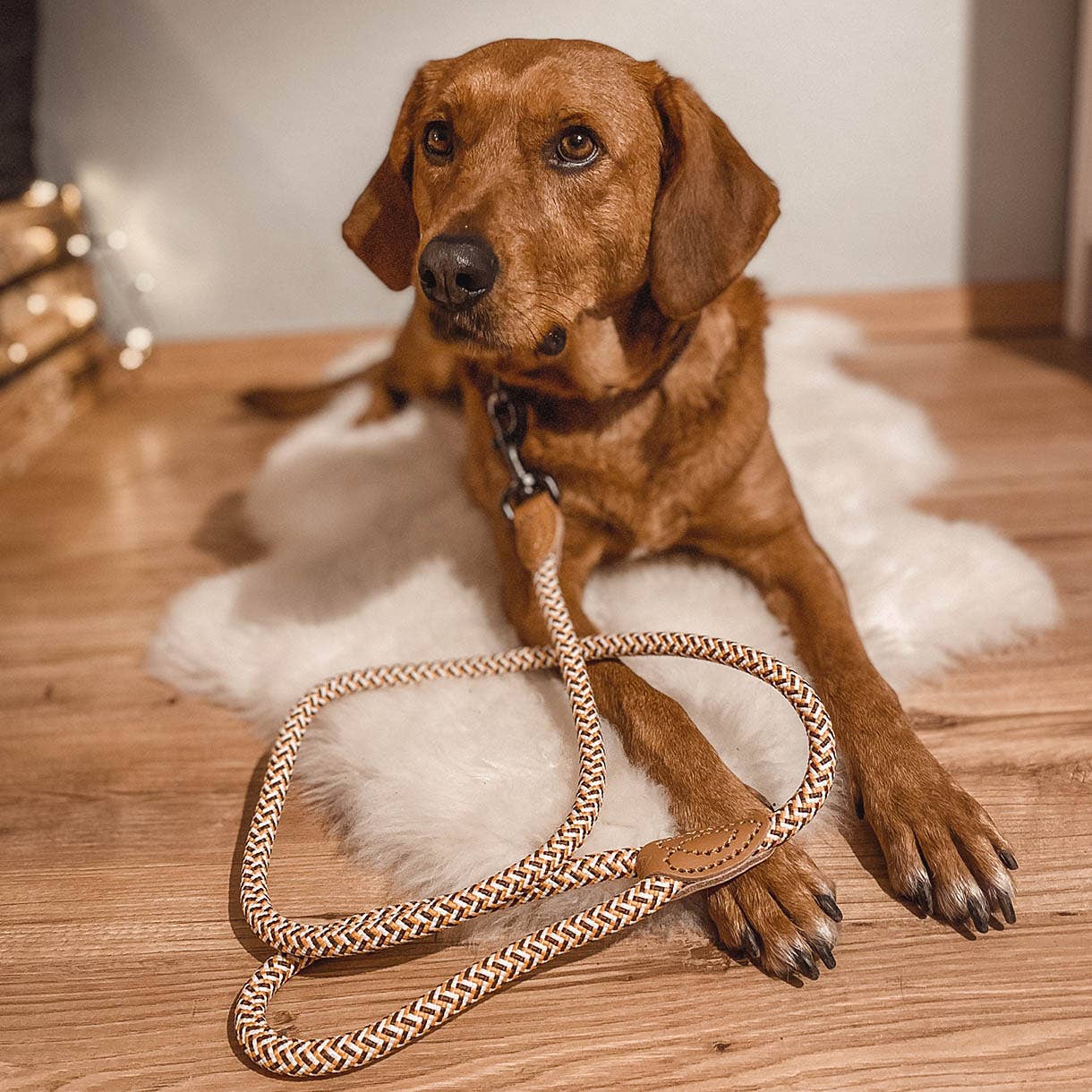 ne&no - Wholesale Pet Leash - Dog - ne&no® Design City Leash from Rope – 120 cm - fixed Dog Leash8