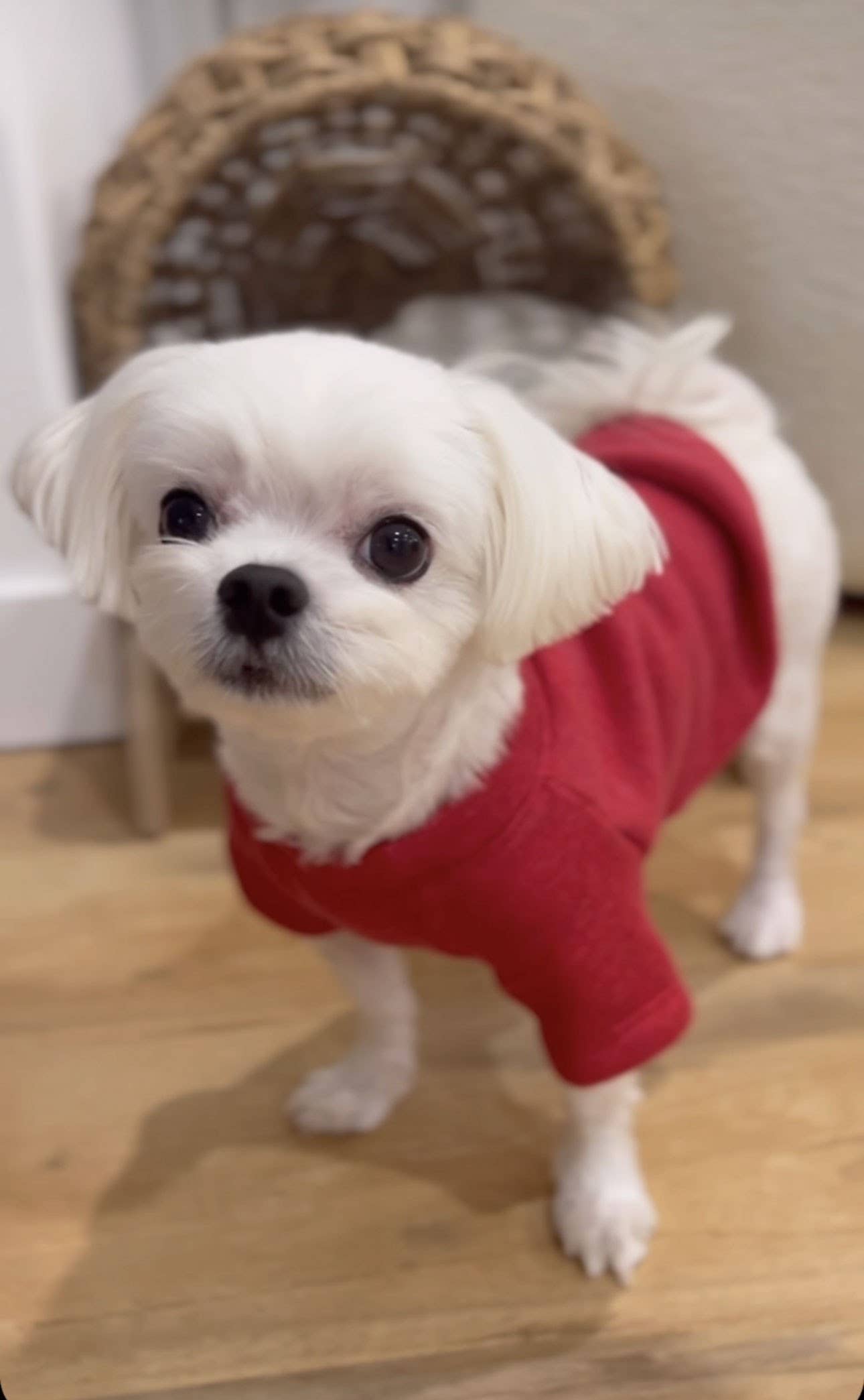 OAT COLLECTIVE - Wholesale Pet Sweater - Dog - SNUGGLE SEASON Pet Graphic Sweatshirt5