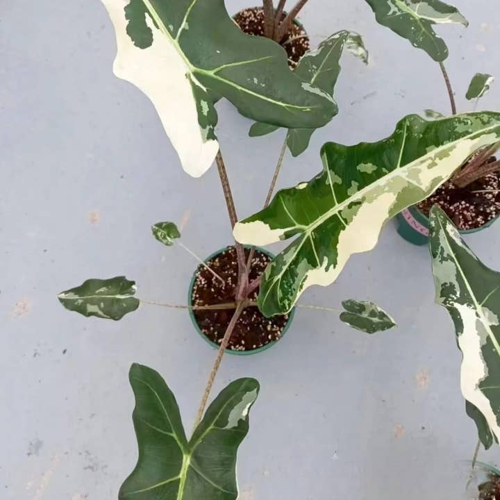 OrchidBox - Wholesale Live Plant - Alocasia "Sarian" variegated TC Plantlet | Rare Houseplant2