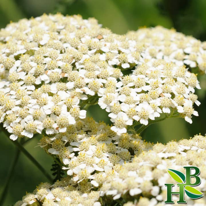 Herb To Body - Wholesale Herbs - Yarrow Flowers C/S3