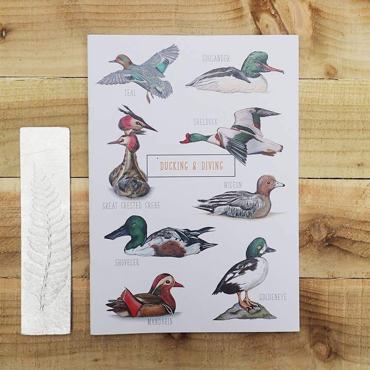 Ducking & Diving A4 Illustrated Lined Notebook for wholesale by Little Plover
