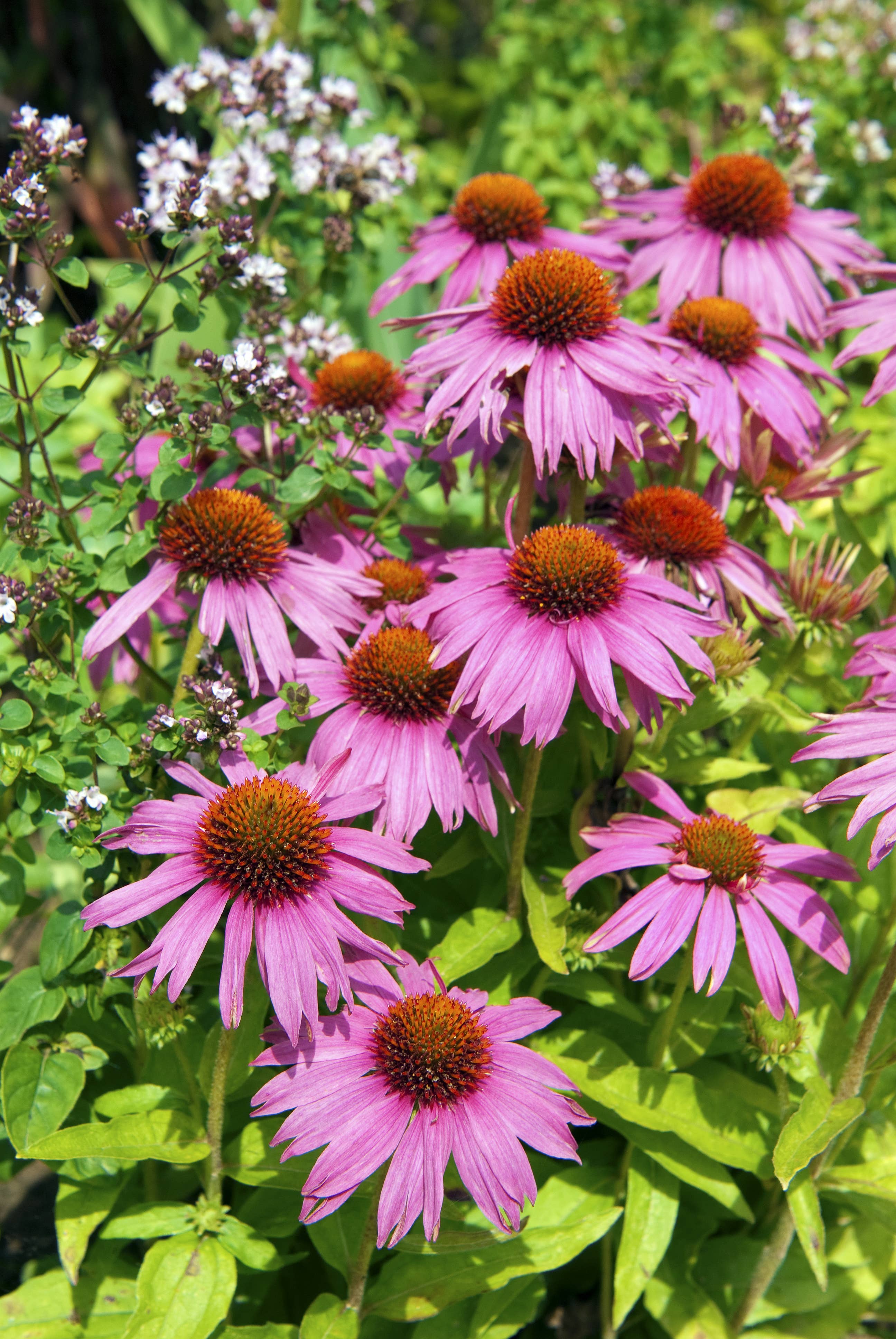 Bentley Seed Co. - Vente Graines de plantes - Paquets de graines de fleurs de la région de l'Est en vrac de 250 pièces9