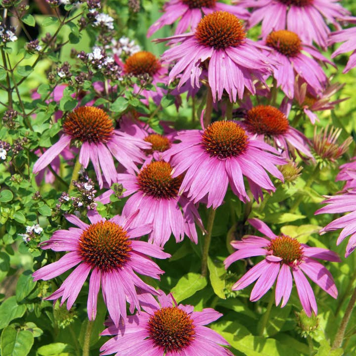 Bentley Seed Co. - Wholesale Plant Seeds - Bulk 250 Piece Eastern Region Flower Seed Packets9