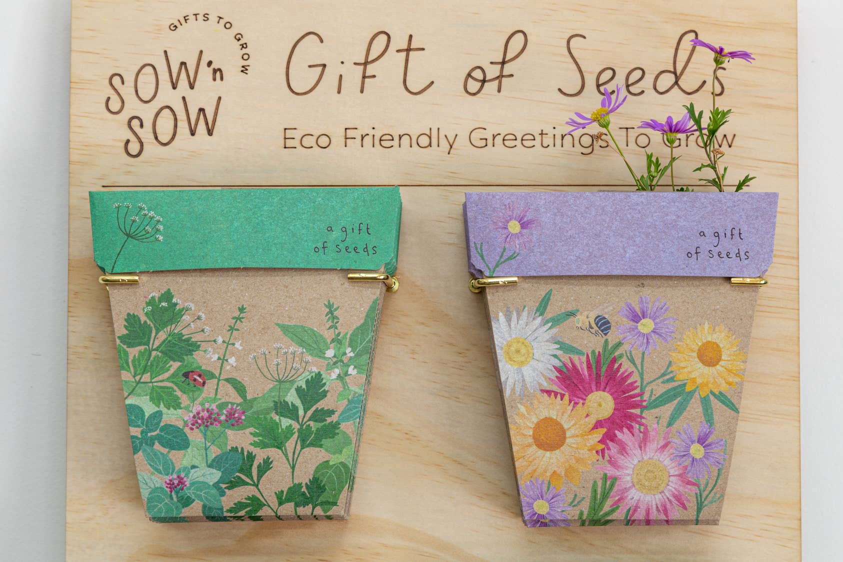 Sow 'n Sow – wholesale Frön – Inhemska prästkragar gåva av frön (endast Australien)6