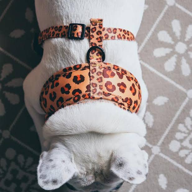 Pet Pooch Boutique - Wholesale Pet Collar - Dog - Spiced Honey Leopard Puppy or Dog Collar (animal print)