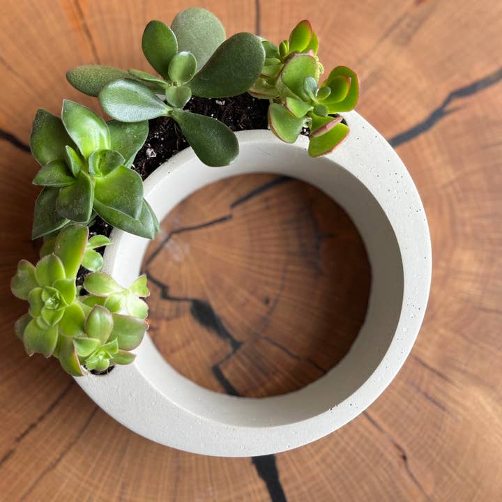 Nora - Wholesale Plant Pot - Modern Circular Planter