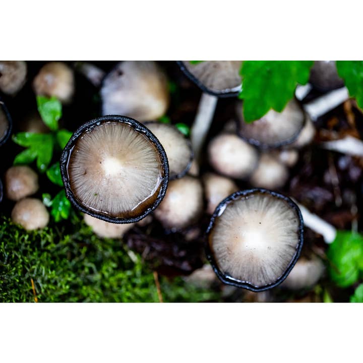 Fotoprint „Mushroom Party” • Fungi, PNW, Woodland voor wholesale door Andrea Morris Art