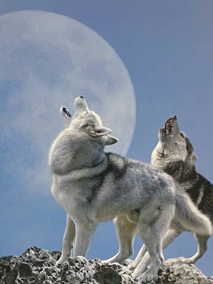 90210 Exoten für den Großhandel von 90210 Exotics