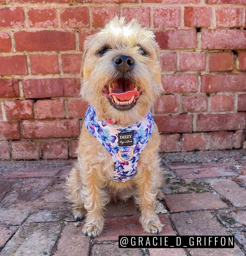 Dizzy Dog Collars - Wholesale Pet Harness - Dog - DOG HARNESS | Butterfly Ballet | Neck Adjustable Dog Harness6