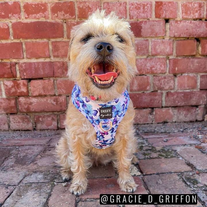 Dizzy Dog Collars - Wholesale Pet Harness - Dog - DOG HARNESS | Butterfly Ballet | Neck Adjustable Dog Harness6