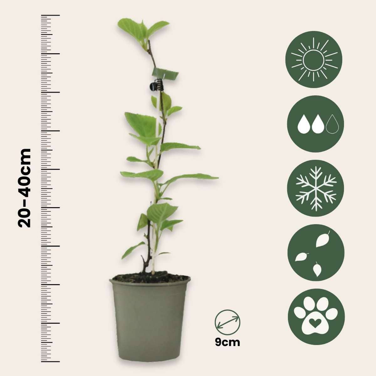 Oasis of Life - Wholesale Echte plant - Kiwi plant – 3 planten – Actinidia deliciosa 'Jenny' – Hoogte 20–40cm – Ø9cm – Zelfbestuivende kiwi-plant – Winterhard & productief – Met geurige bloemen & zoete vruchten2