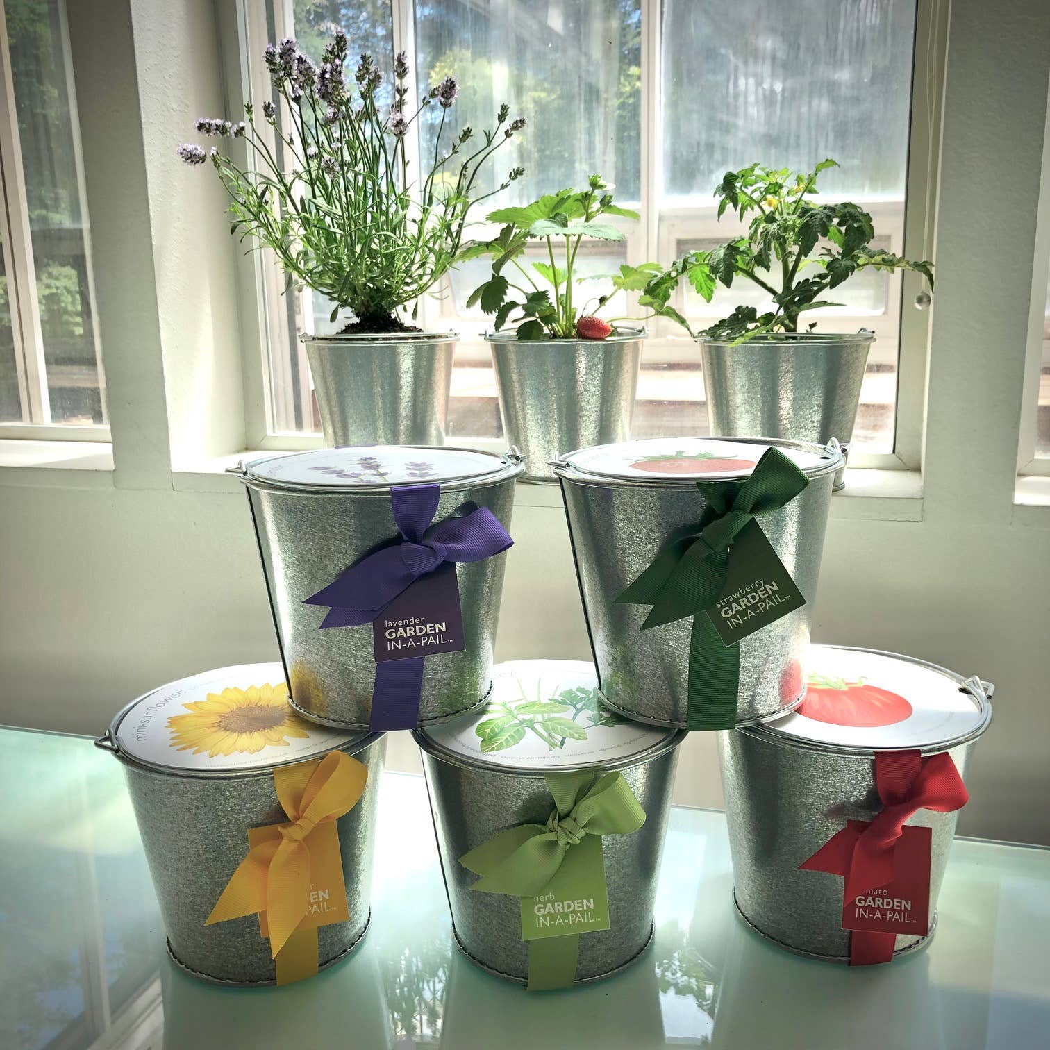 Potting Shed Creations, Ltd. - Wholesale Plant Seeds - Garden in a Pail | Herbs | Mother's Day | Spring gift4