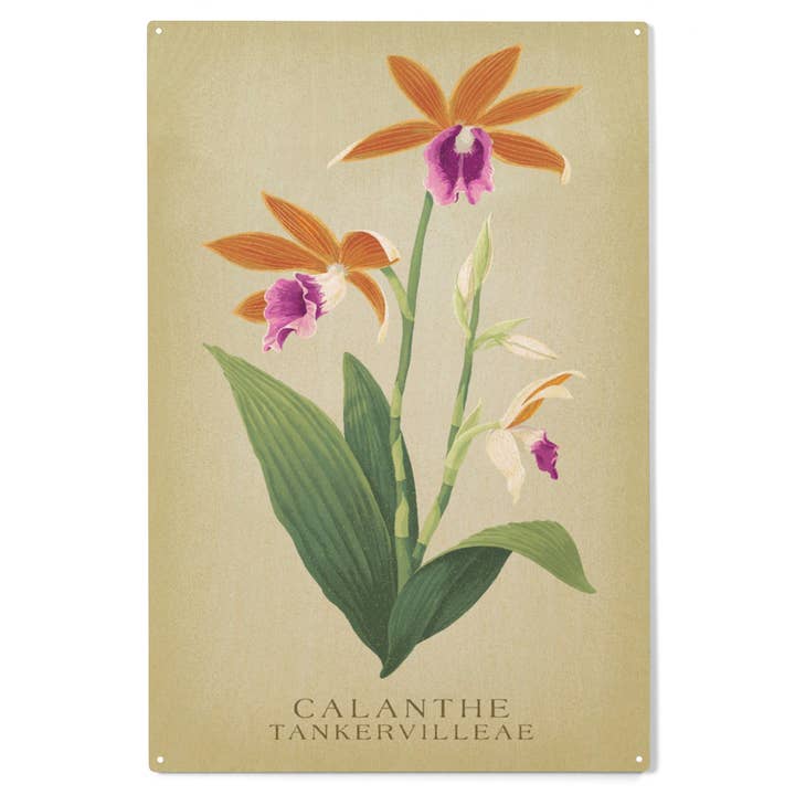 Lantern Press - Wholesale Wood wall art - WOOD SIGN ART Calanthe Tankervilleae Orchid Flora