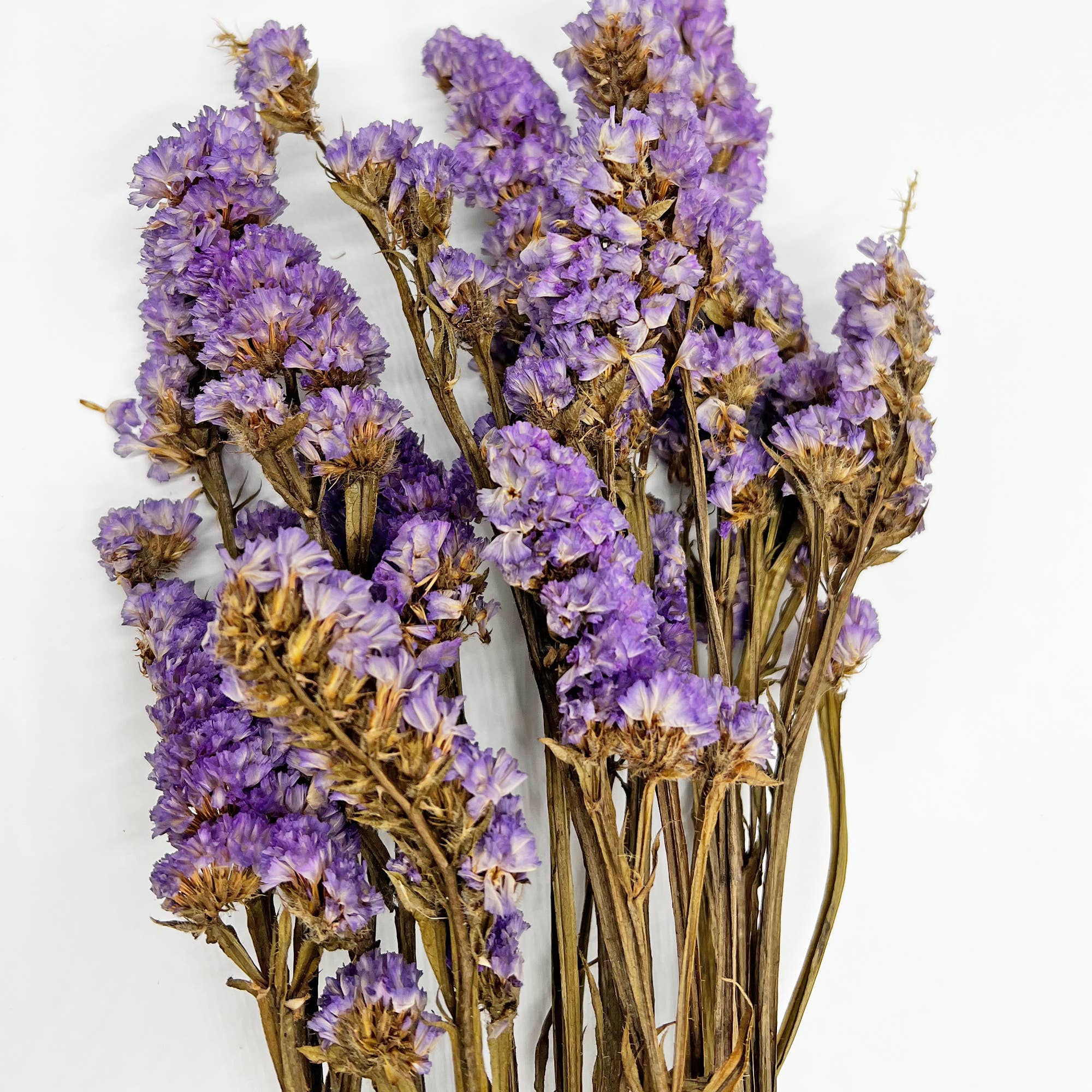 2626 Designs – Flores secas/prensadas por atacado – Ramos de Miosótis Preservados Secos 53 cm Várias Cores6