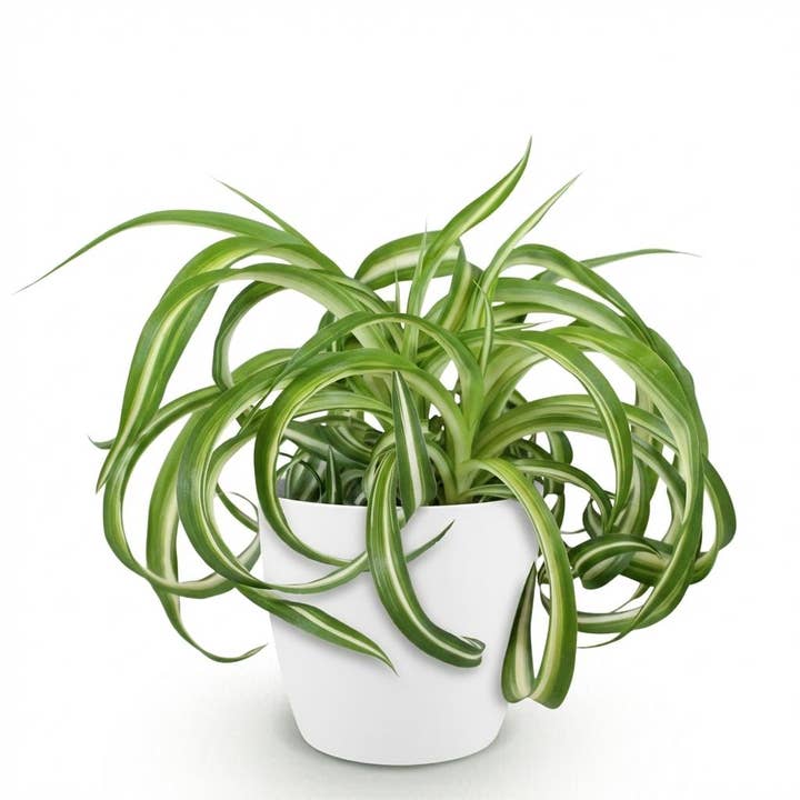 Chlorophytum Comosum Bonnie Planta-Aranha Encaracolada – Planta de interior em vaso branco Ø12cm Altura20cm – Planta verde amiga dos animais de estimação – Purificadora de ar & Fácil de cuidar por atacado de Oasis of Life