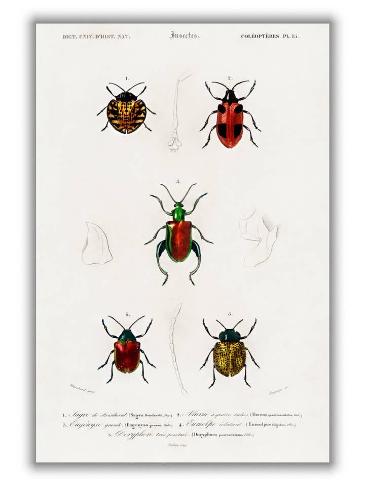 Histoire naturelle - Différents types de coléoptères 4 pour la vente par Stanley Print House