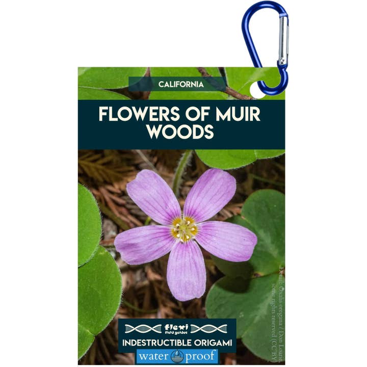 Blomster fra Muir Woods-Uforgængelig Origami for engroshandel hos Flexi Field Guides