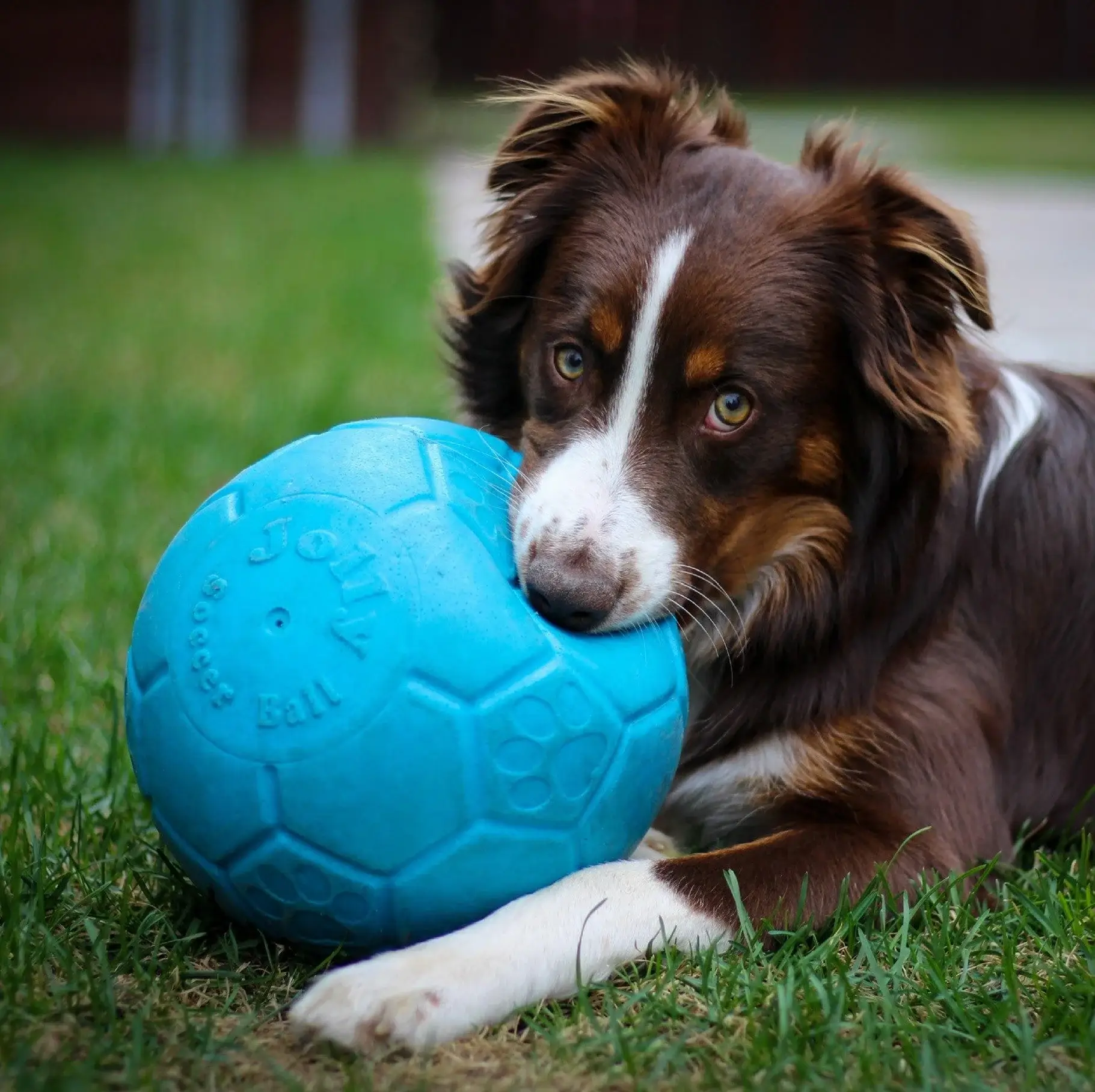 Rover Pet Products - Vendita all'ingrosso Palla da riporto  - Cani - Pallone da calcio Jolly1