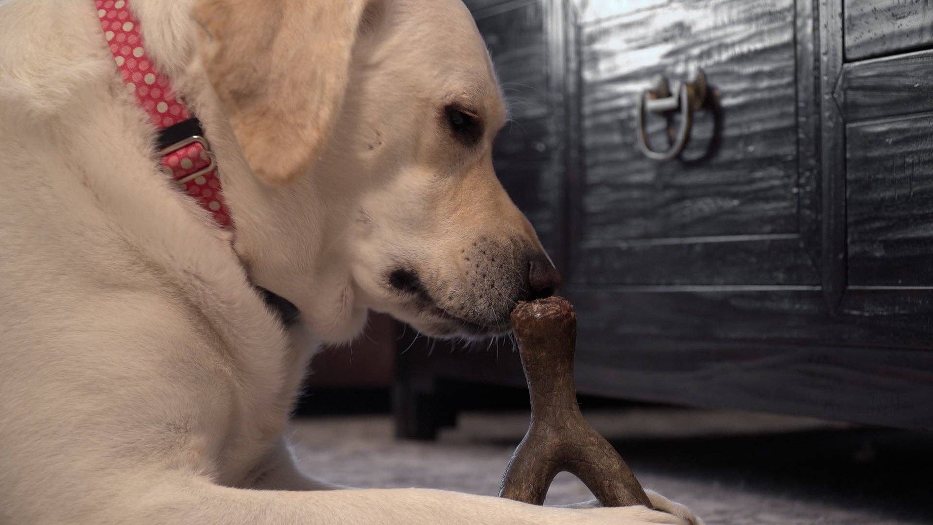 Caitec Inc - Wholesale Pet Chew Toy - Dog - Hero Bonetics™ Wishbone Dog Chew Toy9