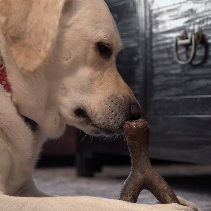 Caitec Inc - Wholesale Pet Chew Toy - Dog - Hero Bonetics™ Wishbone Dog Chew Toy9