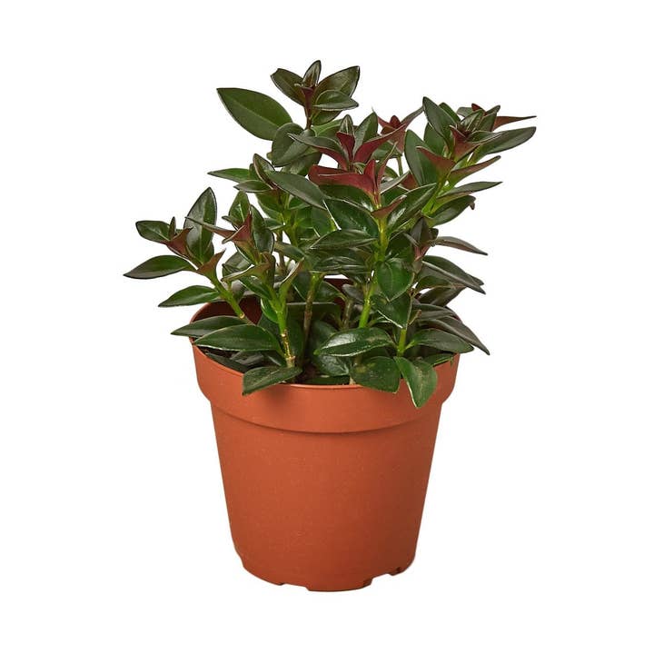 Nematanthus Schwarzgoldfisch-Pflanze für den Großhandel von House Plant Wholesale WEST