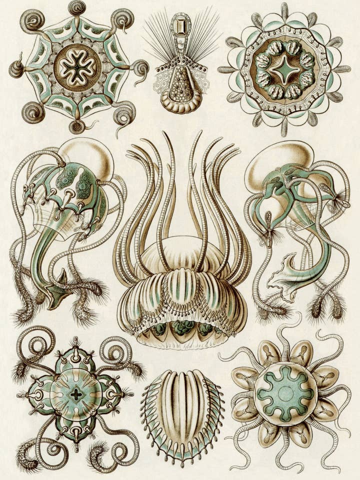 Postkarte Discomedusae (091563) für den Großhandel von The Knowledge of Things by Catch Publishing