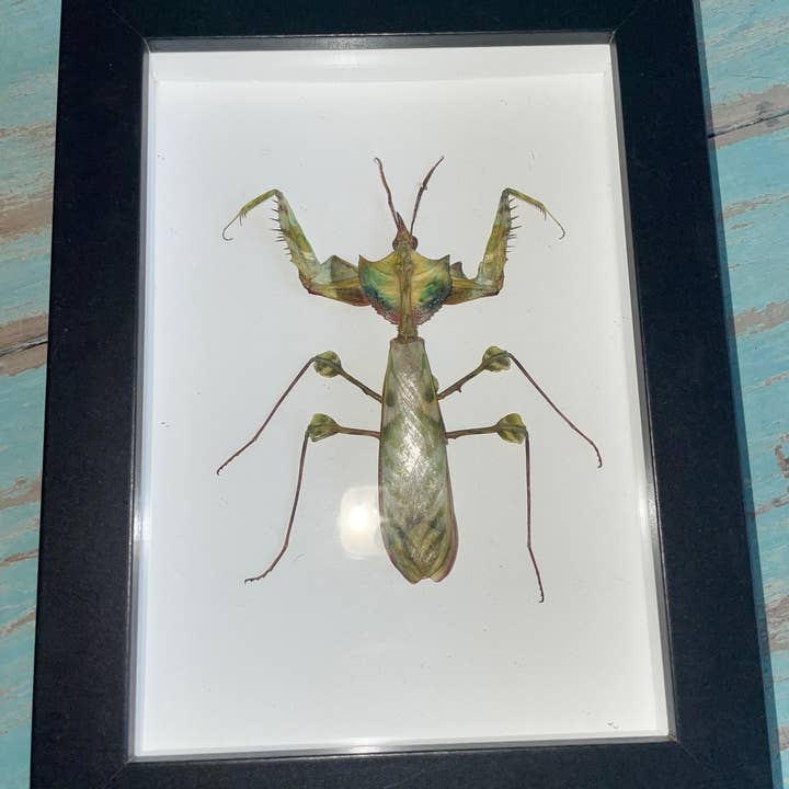 Idolomantis diabolica in a Black Frame for wholesale by Newman Art Designs