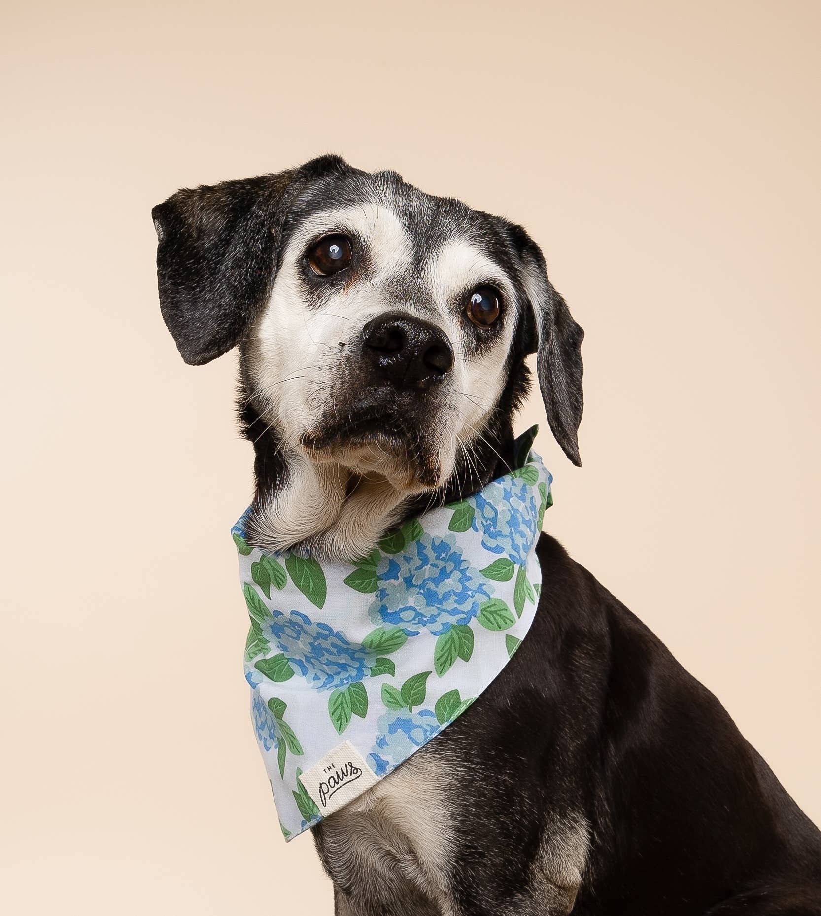 The Paws - Wholesale Pet Bandana - Dog - Sconset Dog Bandana2