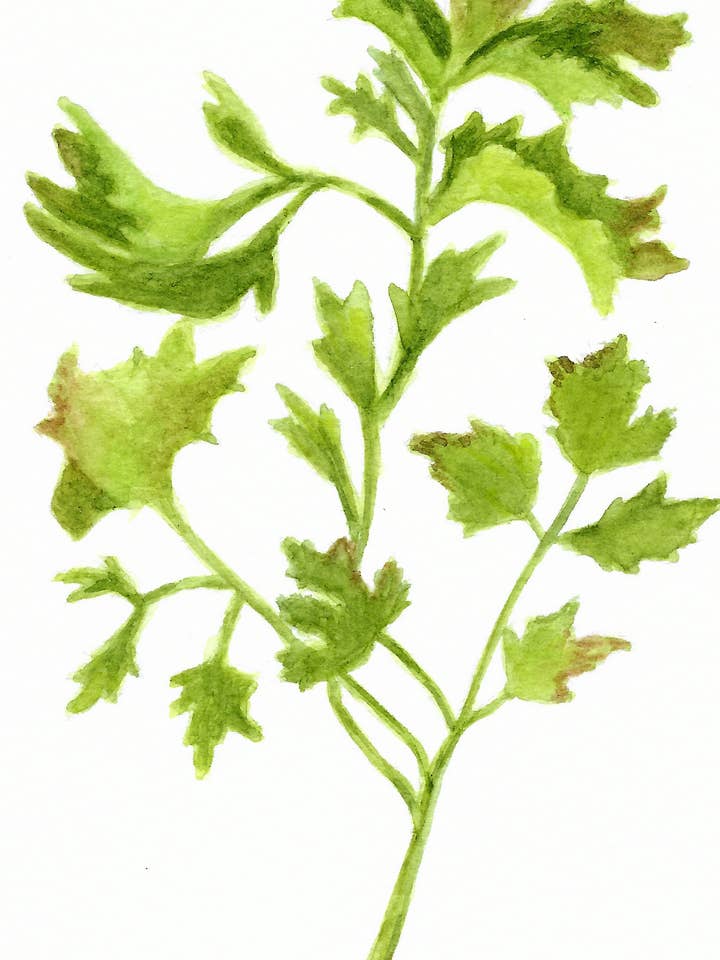 Estampado de perejil italiano para venta al por mayor de Michael Vigliotti