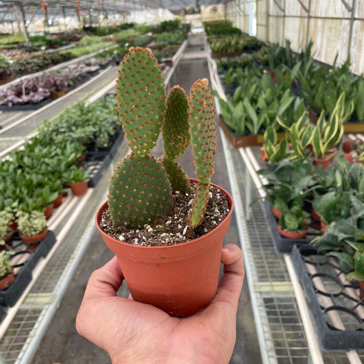 House Plant Wholesale - Wholesale Live Plant - Opuntia ‘Microdasys’ (Bunny Ear Cactus) 4-inch