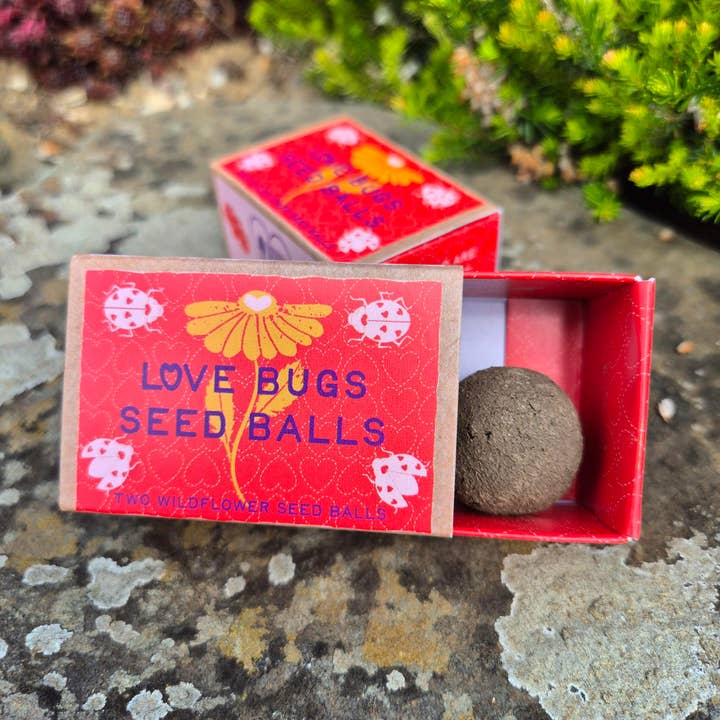 Sussex Seed Balls - Wholesale Plant seeds - Love Bugs seed ball gift box, with two wildflower seed balls2