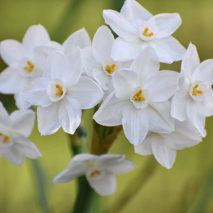 Laura Hooper Design House - Wholesale Plant Pot - Paperwhite Compote Potted Garden2