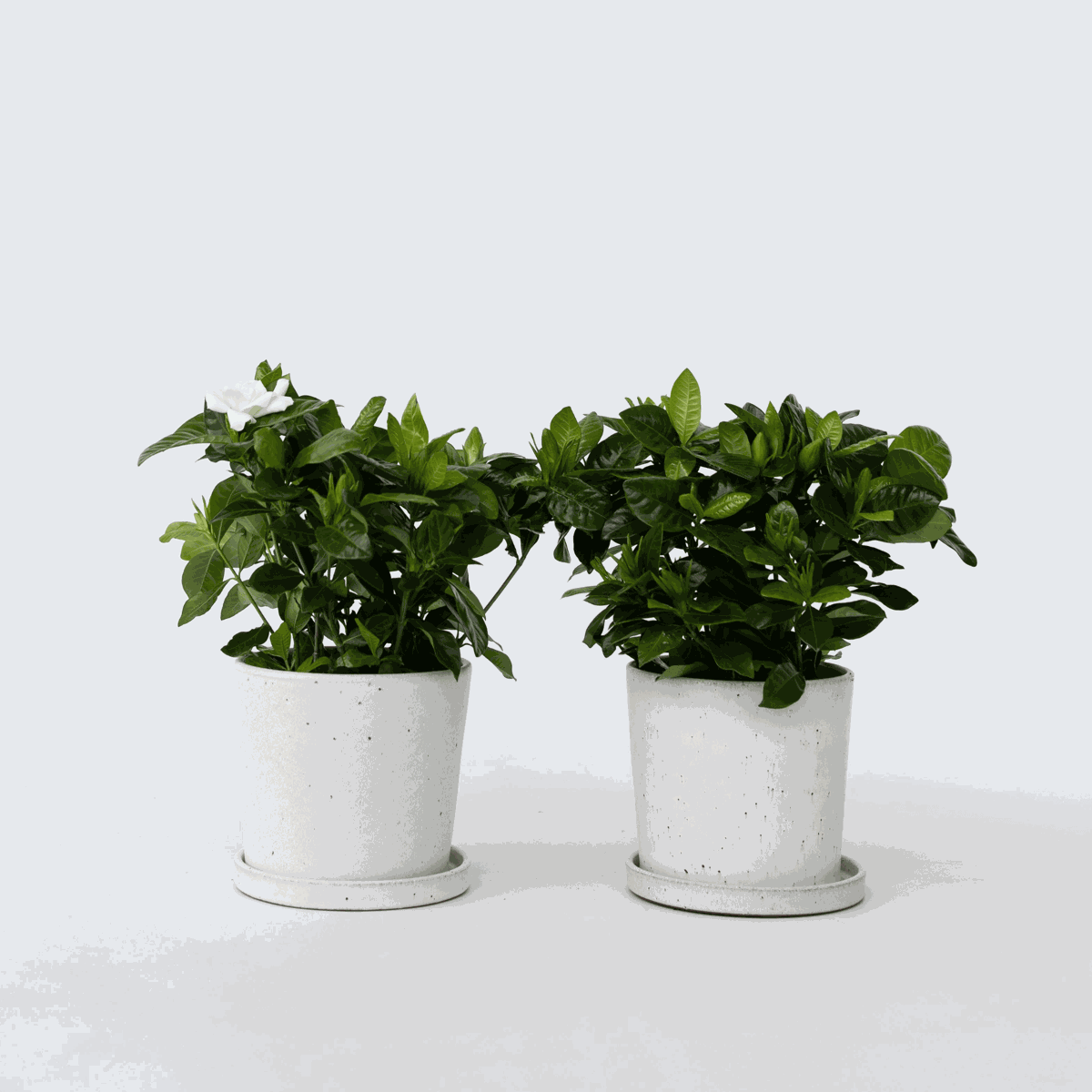 Oasis of Life - Vente Plante - Gardenia – 2 plantes – Gardenia jasminoides – Hauteur 20–30 cm – Ø13 cm – Plante d'intérieur et de terrasse parfumée avec des fleurs blanches – Plante de jardin noble à croissance compacte – Pour pièces lumineuses et balcon1