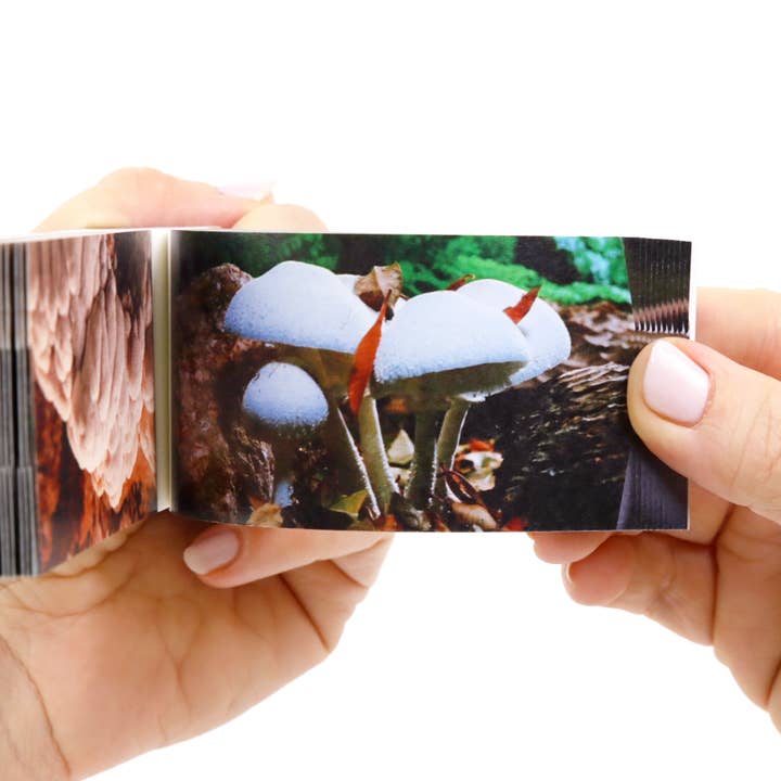 Flipboku – wholesale Visningsbok – Motion in Nature – interaktiv konstbok i set8