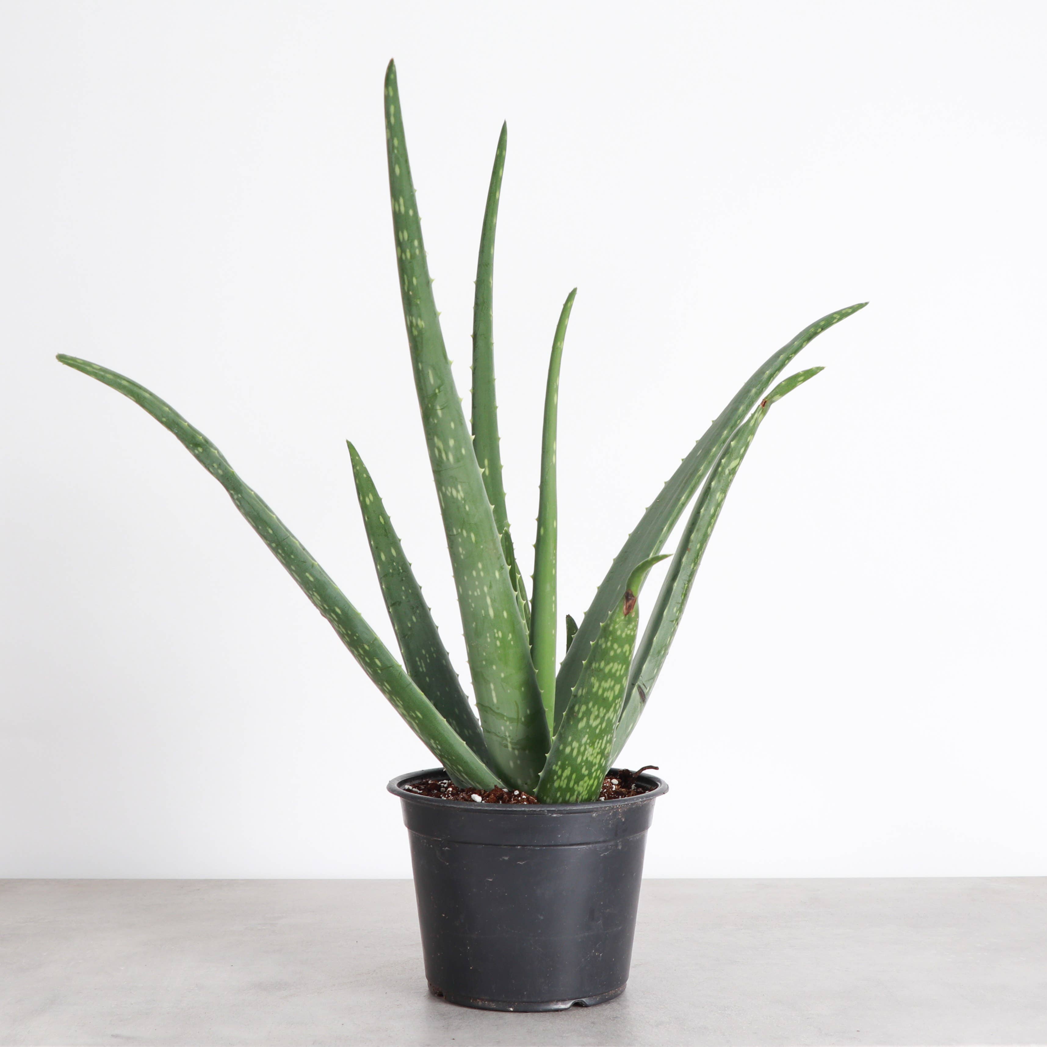 Thorsen's Greenhouse - Wholesale Live Plant - Aloe Vera Plant - Live Plant1