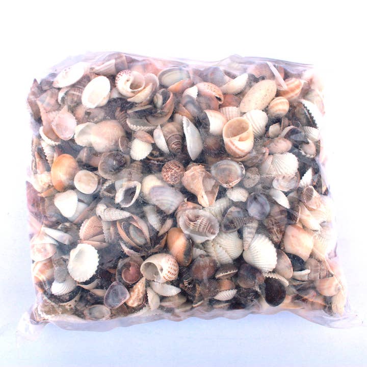 California Seashell Company - Wholesale Decorative Tabletop Object - Small Philippine Seashell Mix - Bulk Shells - 1 kg