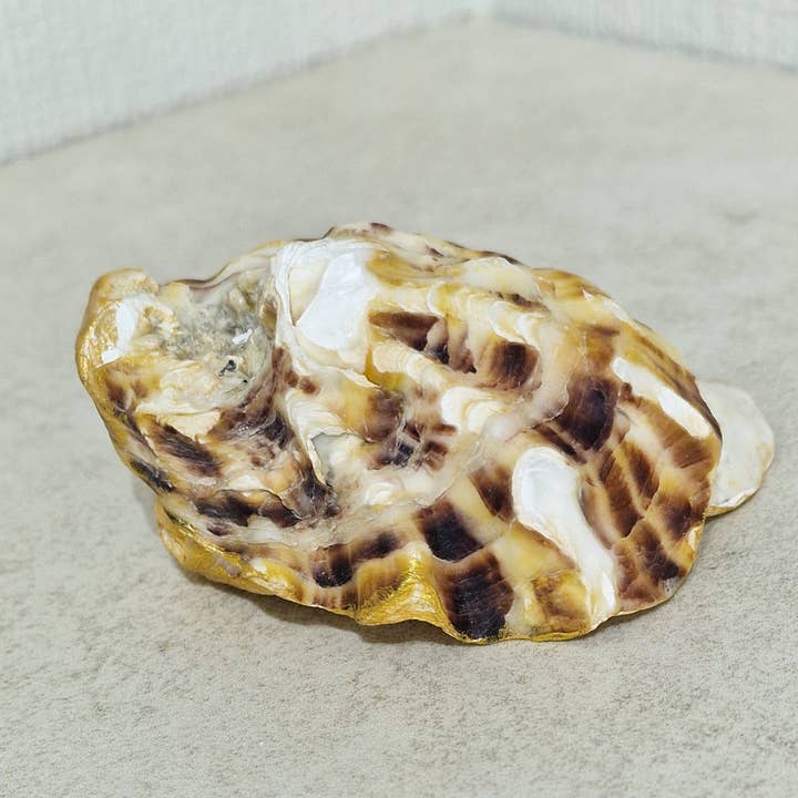 Bee my Oyster - Wholesale Sieradenschaaltje - Old English Sheepdog Labradoodle Dog Oyster Shell Trinket Di2