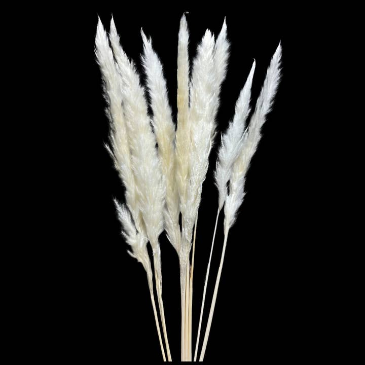Botanico Ltd. - Wholesale Dried/pressed flowers - Pampas Tails