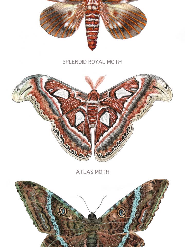 3 MOTHS 6x12 for wholesale by InkWell Spectrum