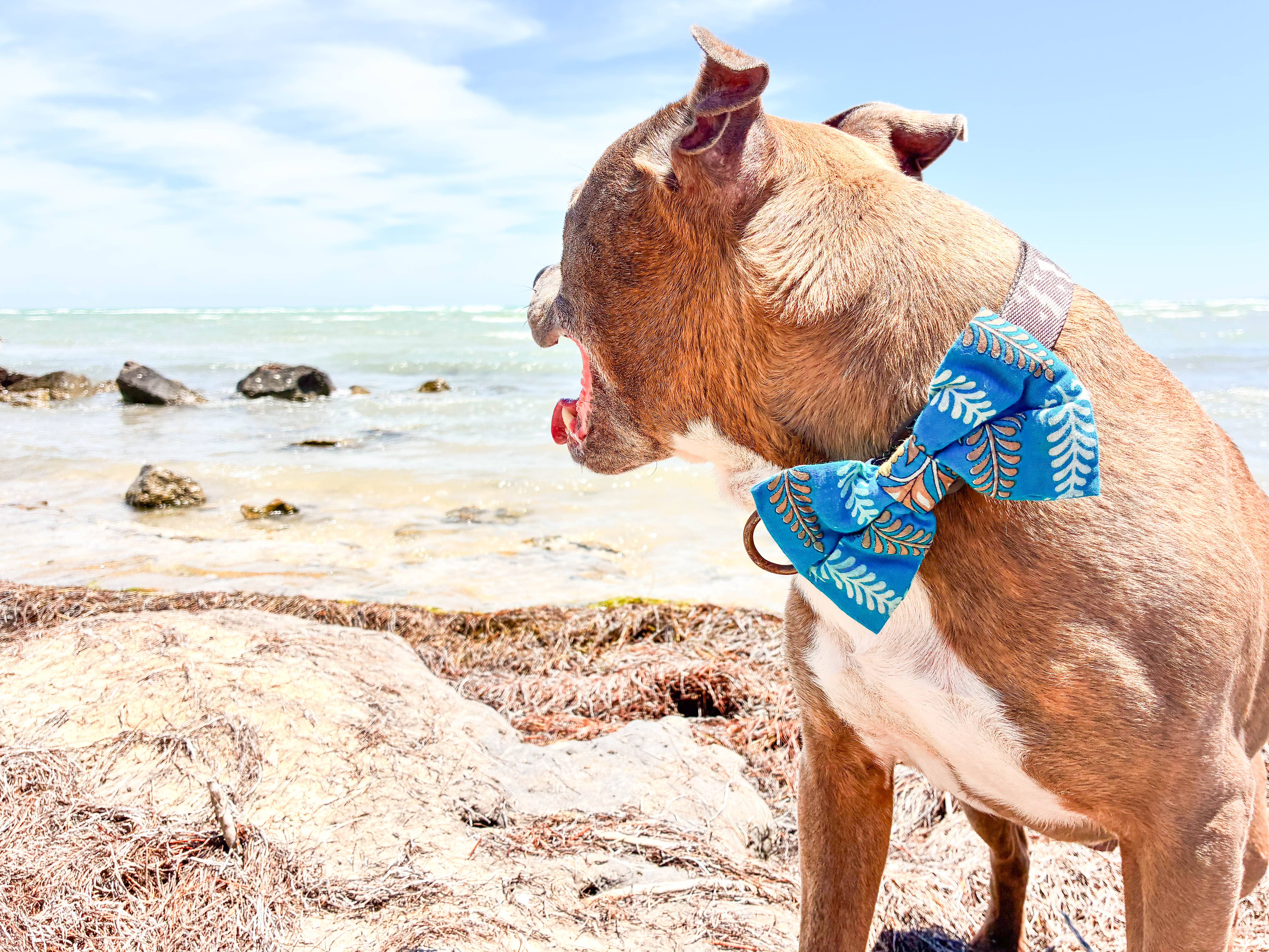 Asha Project - Vendita all'ingrosso Papillon - Cani - Saree Papillon per Animali | Grande