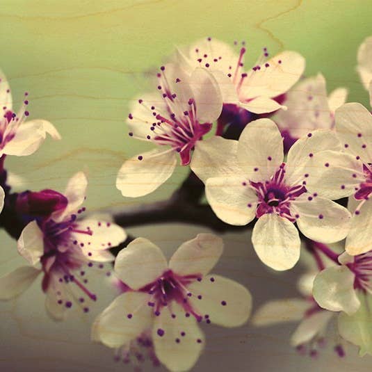 Postal de cerezos en flor para venta al por mayor de Hironwoods